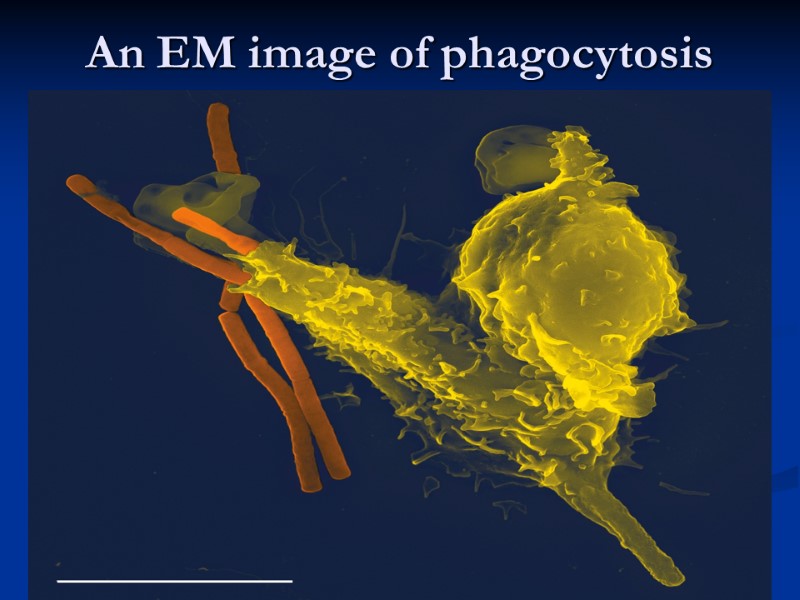 An EM image of phagocytosis